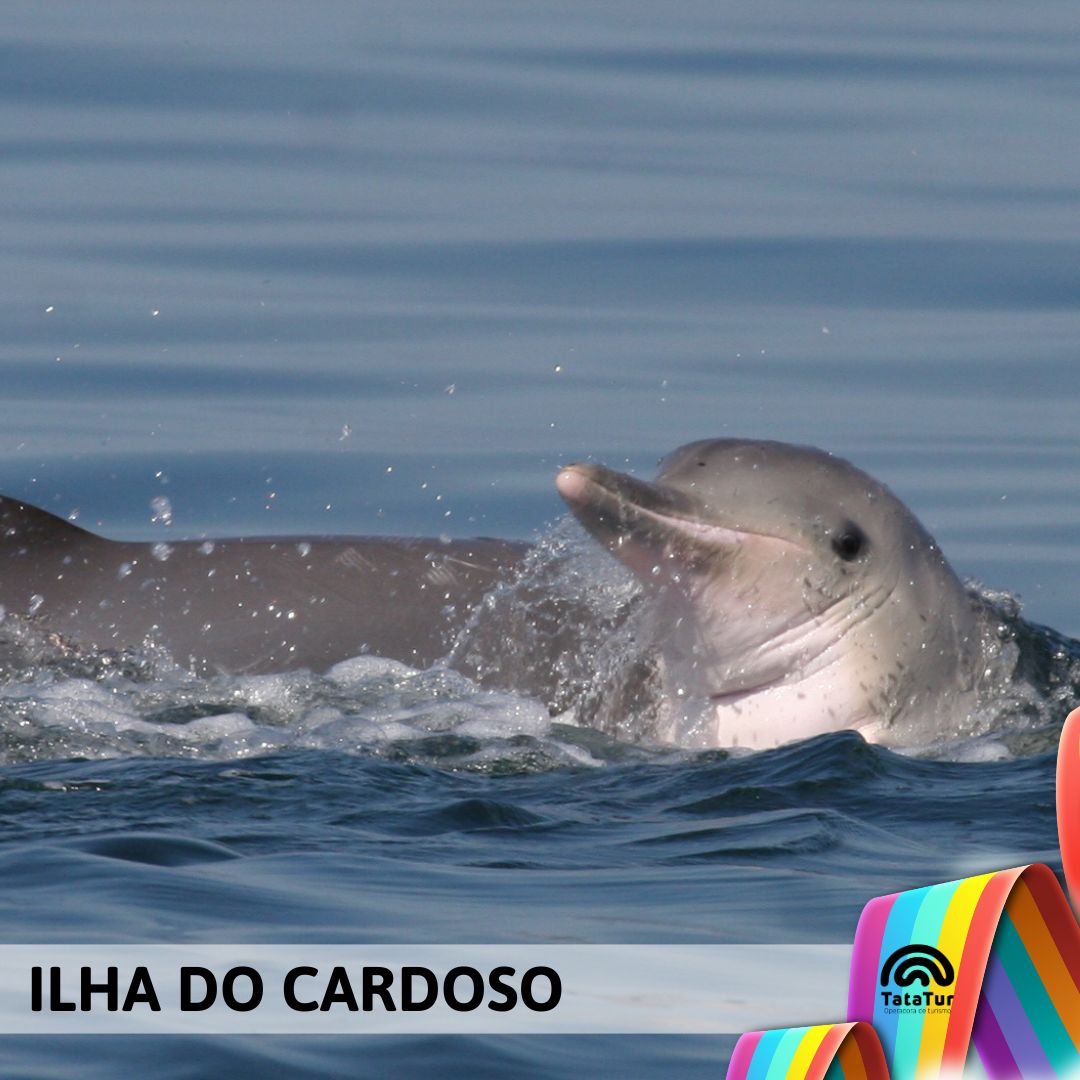 ILHA DO CARDOSO – CANANÉIA - 12/01/2025